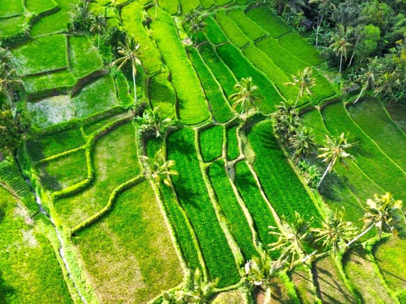 Pondok Is Oke Villa Scenic View Banyuwangi  Dış mekan fotoğraf