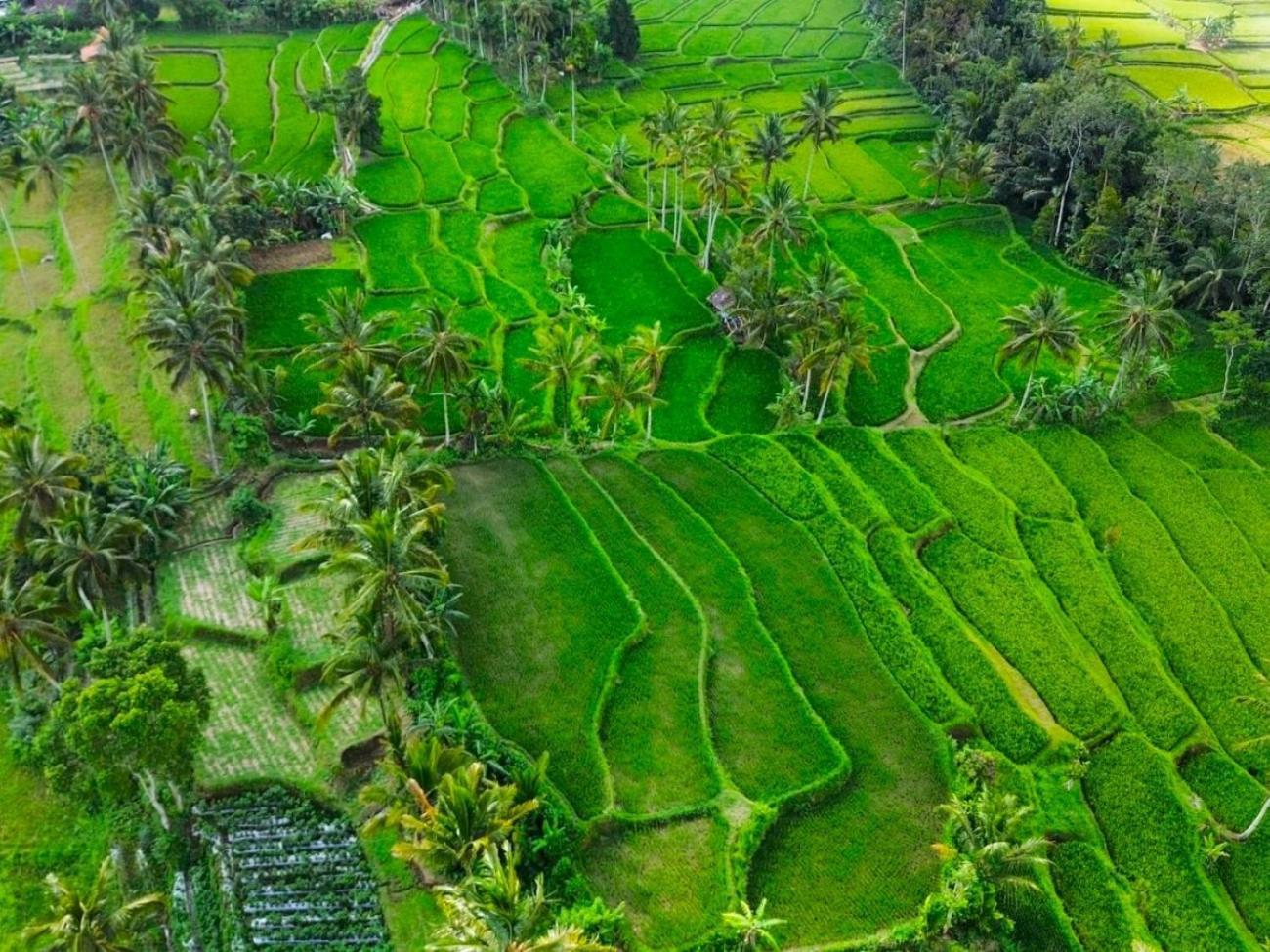 Pondok Is Oke Villa Scenic View Banyuwangi  Dış mekan fotoğraf