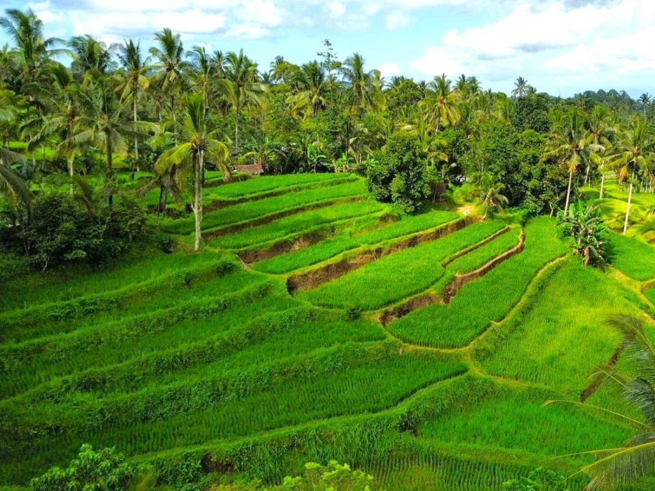Pondok Is Oke Villa Scenic View Banyuwangi  Dış mekan fotoğraf